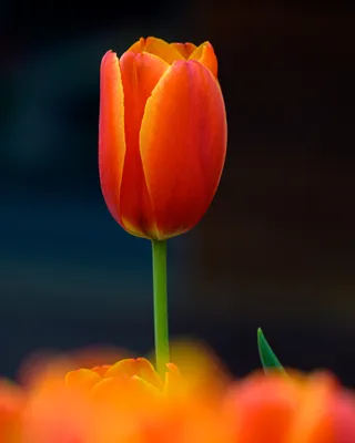 Картинки весна тюльпаны на телефон (70 фото) » Картинки и статусы про  окружающий мир вокруг