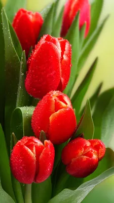 Красные тюльпаны - 68 фото