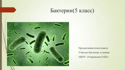 Забавные Круглые Желтые Бактерии С Толстыми Оранжевыми Шипами — стоковая  векторная графика и другие изображения на тему Бактерия - iStock