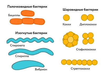 Бактерии «doodle» и «doodle темы вируса в белой изолированной тему бактерий  и вирусов Handdrawn фона Иллюстрация вектора - иллюстрации насчитывающей  микроб, каракули: 206298340