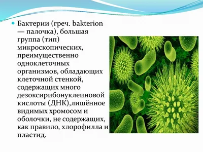 Презентация по биологии на тему \"Бактерии\" (5 класс)