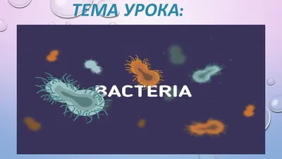 Бактерии (5–7 кл.) • Биология, Цитология • Фоксфорд Учебник