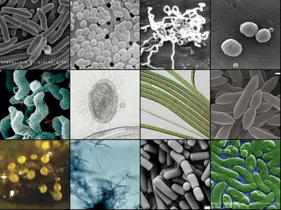 Бактерии. Микробиология - презентация онлайн