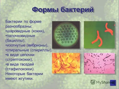 Презентация на тему \"Бактерии\"