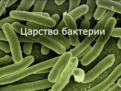 Картинки на тему #бактерии - в Шедевруме