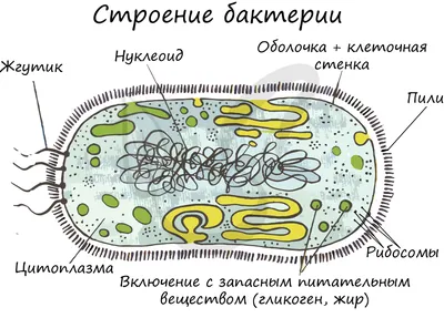 Вирус бактерий бесшовный рисунок, минимализм Иллюстрация вектора -  иллюстрации насчитывающей иллюстрация, мило: 164464085