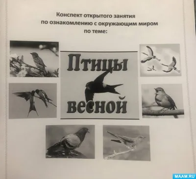 Лэпбук по теме «Птицы» (14 фото). Воспитателям детских садов, школьным  учителям и педагогам - Маам.ру