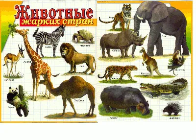 Мировые Животные — стоковая векторная графика и другие изображения на тему  Животное - Животное, Кенгуру, Векторная графика - iStock