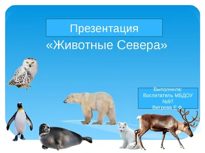 Постеры и картины \"Животные\" купить в Санкт-Петербурге, плакаты темы \" Животные\" на заказ с быстрой доставкой по всей России | «28КАРТИН»