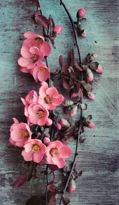 Картинки на заставку телефона цветы красивые - 70 фото