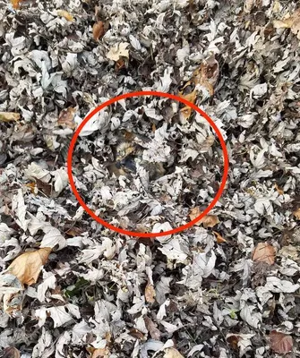Найди кота среди листьев: необычное фото озадачило сеть