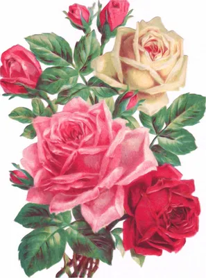 Картинки нарисованных роз фото