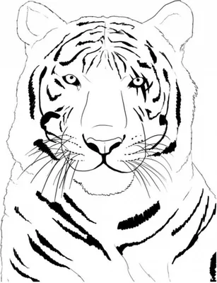 Иллюстрация Тигра Рычащий Тигр Нарисованный От Руки Портрет Рычащего Тигра  На Черном Фоне Вид Тигра Сбоку — стоковая векторная графика и другие  изображения на тему Голова животного - iStock