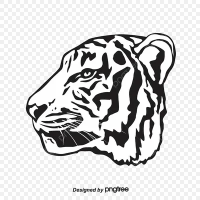 тигр PNG рисунок, картинки и пнг прозрачный для бесплатной загрузки |  Pngtree