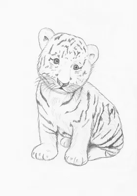 тигр смотрит а лес позади, тигр, Hd фотография фото, бенгальский тигр фон  картинки и Фото для бесплатной загрузки