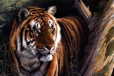 Тигр бежит от всплеска акварели, нарисованный вручную эскиз Векторное  изображение ©kapona 310523464