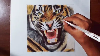 Тигр нарисованный с карандашем на бумаге Иллюстрация штока - иллюстрации  насчитывающей шарж, жизнерадостно: 79815587