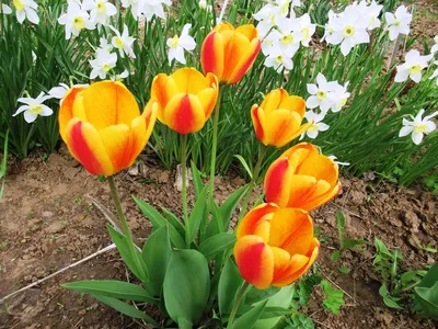 Тюльпаны и нарциссы будут цвести долго, ярко и насыщенно, если правильно  подкормить весной | Дача ягодки цветочки | Дзен