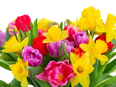 Фотографии Букеты Тюльпаны цветок Нарциссы Белый фон