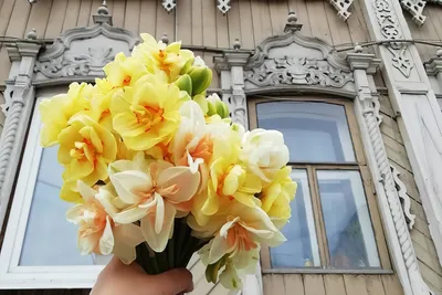 Купить тюльпан, гиацинт, нарцисс и ирисы с доставкой в Москве и МО -  TopFlo.ru