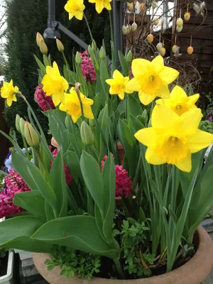Daffodil: ферма нарциссов и тюльпанов как цветочная терапия - Бизнес -  Томский Обзор – новости в Томске сегодня
