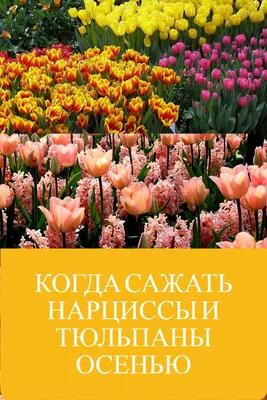 Букет из мыла «Тюльпаны и нарциссы, блюскай» | Подарок | Для девушки | Для  женщины