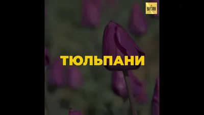 Купить Тюльпаны и нарциссы Киев | UFL