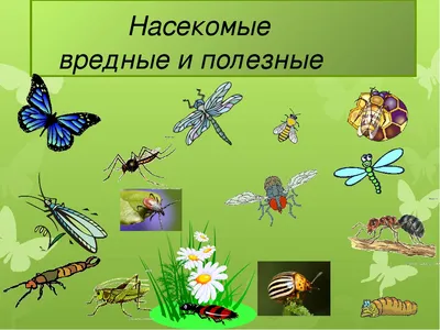 Насекомые картинки для детей детского сада: карточки с названиями,  раскраски | Развитие детей дошкольного возраста