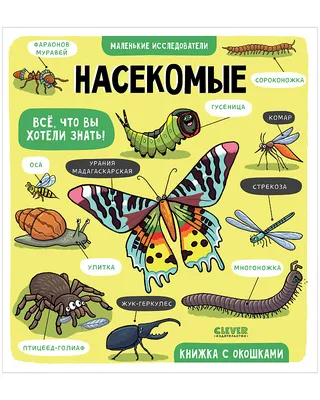 Насекомые для детей – развивающий мультик для детей (малышей и  дошкольников) - YouTube