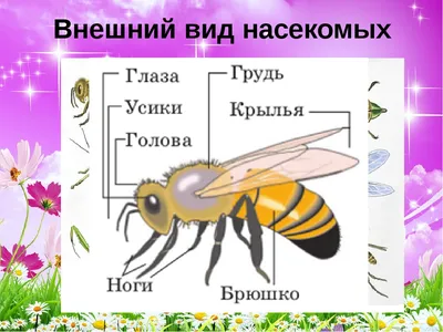 МБОУ Кубинская СОШ №2 имени Героя Советского Союза Безбородова В. П. -  дошкольное отделение - детский сад №50