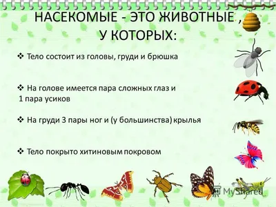 Презентация проекта: \"Путешествие в мир насекомых\" для детей среднего  дошкольного возраста