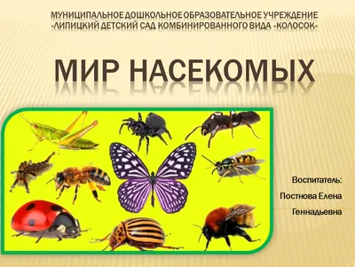 23 Бесплатные Карточки Насекомые на Казахском | PDF