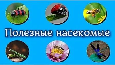 Аппликации \"Насекомые\" | скачать и распечатать