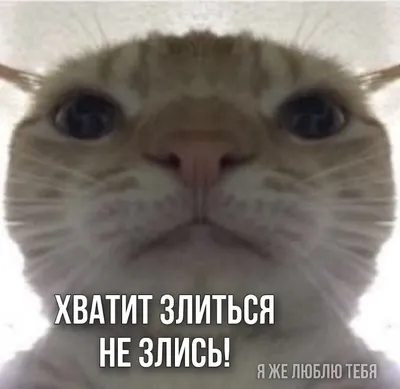 не злись пикча | Memes, Animals, Cats