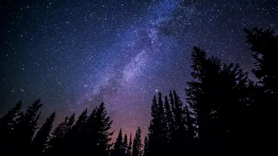 Обои звездное небо, ночь, деревья, ночной пейзаж картинки на рабочий стол,  фото скачать бесплатно