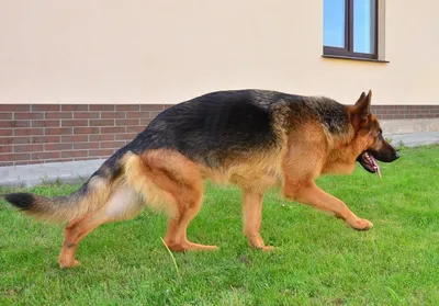 Немецкие овчарки / German Shepherds dog of Armenia