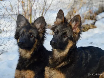 Стрижка длинношерстной немецкой овчарки | Зоосалон и школа груминга  All-Grooming. Груминг и обучение стрижке собак