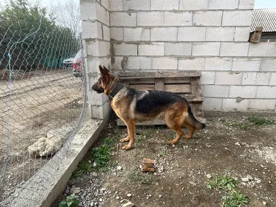 Милый щенок немецкой овчарки в …» — создано в Шедевруме