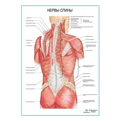 Нерв — Википедия