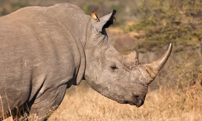 Изображение акварели носорога Иллюстрация штока - иллюстрации насчитывающей  красивейшее, черный: 106346571