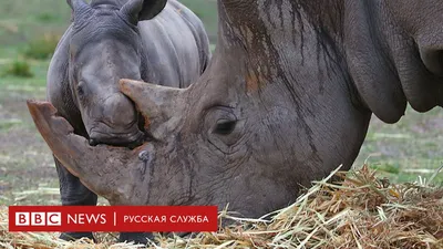 Понюхать Портрет Носорога — стоковые фотографии и другие картинки Носорог -  Носорог, Дикие животные, Белый фон - iStock