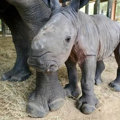 пасти носорога 2 стоковое изображение. изображение насчитывающей носорога -  15637993