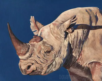 Ученые научились подделывать рог носорога, чтобы спасти от браконьеров -  BBC News Русская служба