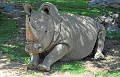 белый носорог стоит рядом с грязью, картина носорога фон картинки и Фото  для бесплатной загрузки