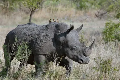 Фото белого носорога в африке | Премиум Фото