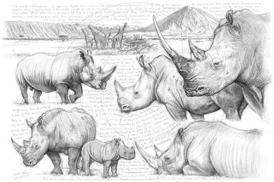 Одна из двух последних самок северных белых носорогов больше не будет иметь  потомков. Вот почему