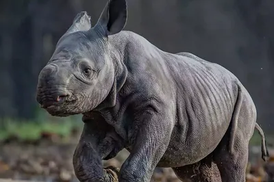 Возрождающийся белый носорог в дикой саванне, картинка белого носорога фон  картинки и Фото для бесплатной загрузки