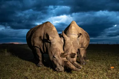 фронтальное фото белого носорога в Африке Стоковое Изображение -  изображение насчитывающей развилки, мужчина: 243726259