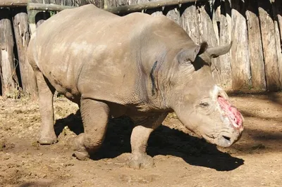 Африка белого носорога стоковое фото ©THPStock 99663932