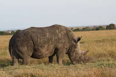В зоопарке родился детеныш черного носорога — одного из самых редких  млекопитающих | МОЯ ПЛАНЕТА | Дзен